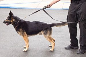 police_dog